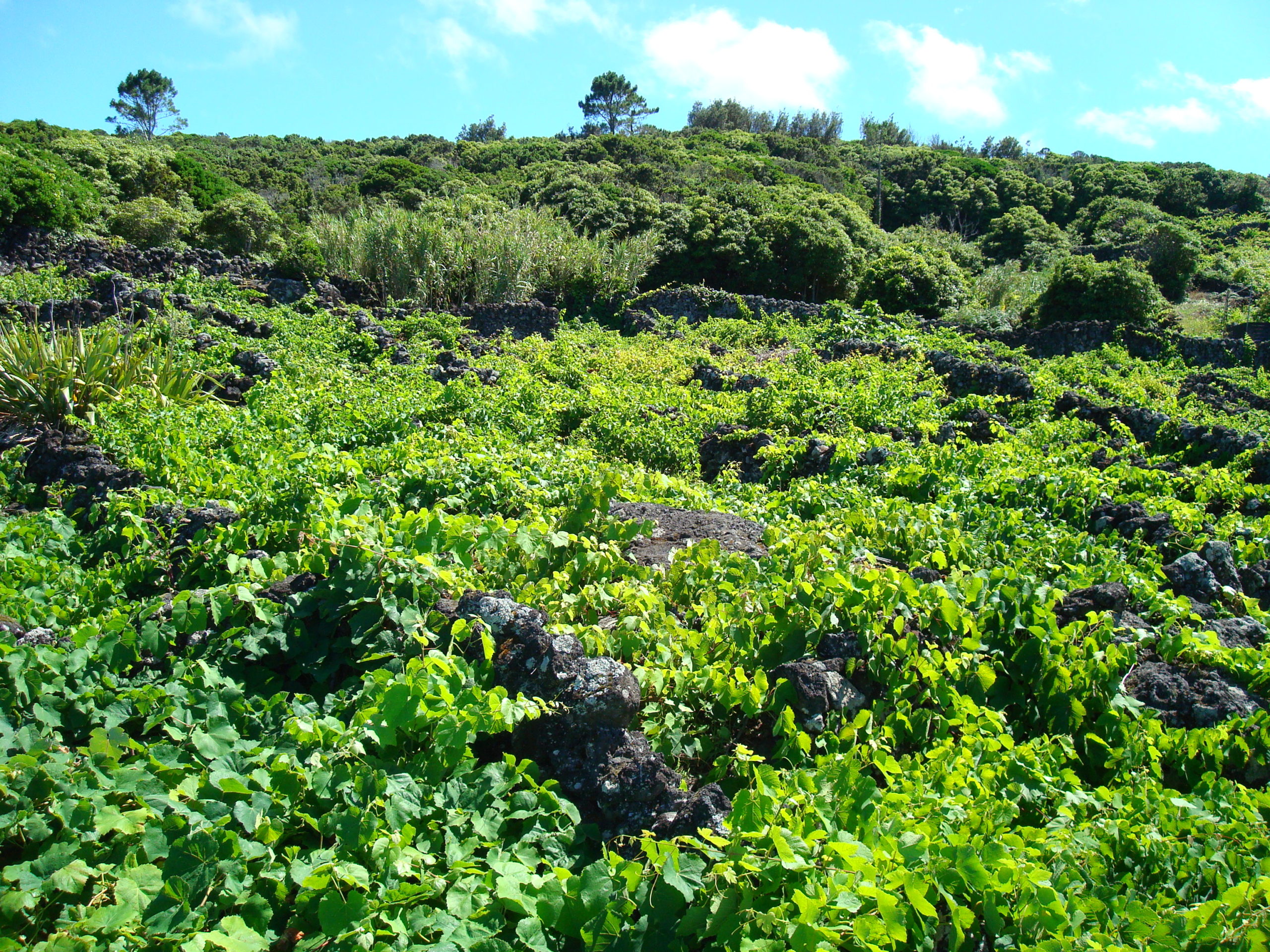 House for sale Baixa Ribeirinha House Vineyard - upwards